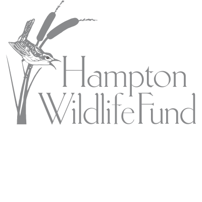 LOGO HWF  TEXT COOL GRAY.png